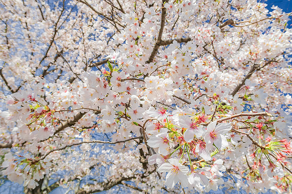 桜の写真 RAW現像
