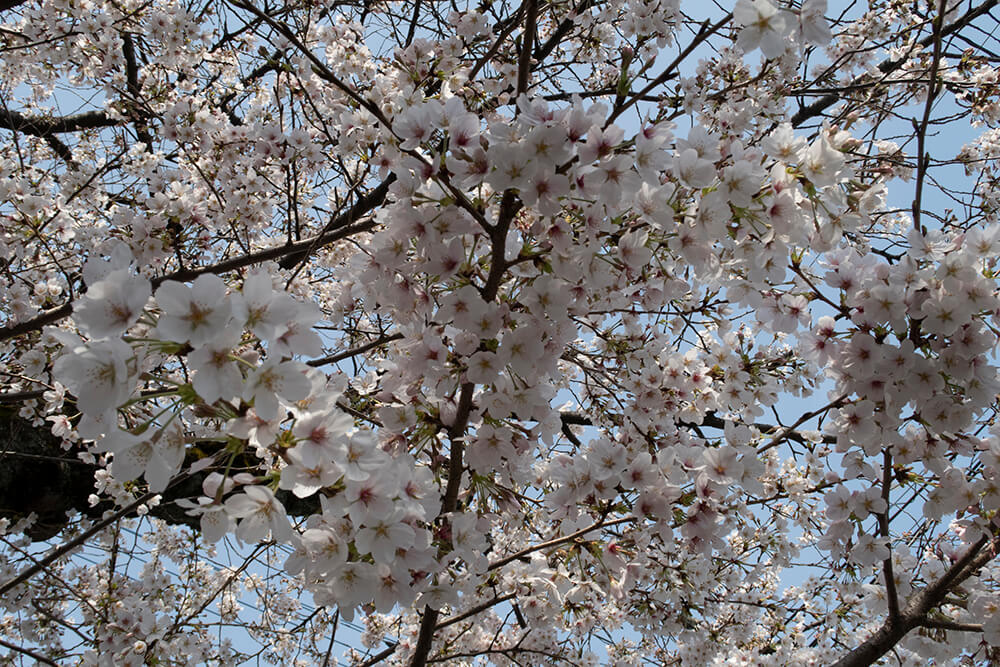 桜の写真 RAW現像